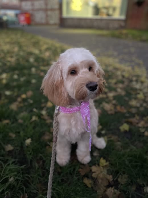 Cream cockapoo with a fresh neat trim sitting on the grass, groomed at Canine Cutz