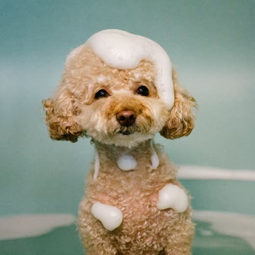 Small cream dog sitting in a grooming tub covered in shampoo suds
