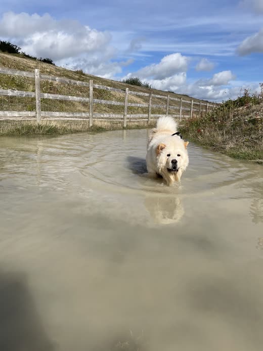White fluffy dog wading through a muddy puddle on a country path, ready for a wash